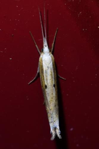 Réf. 327 171 : Ypsolopha nemorella